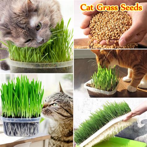 [ready Stock] Cat Grass Seeds For Planting 50 Seeds Pack High Germination Easy To Grow