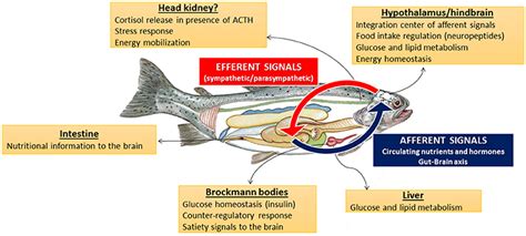 Frontiers Nutrient Sensing Systems In Fish Impact On Food Intake