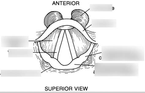 vocal folds ?? Diagram | Quizlet