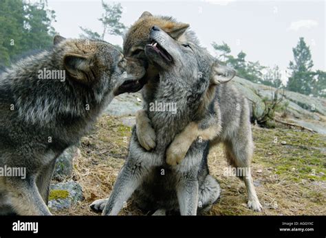 playful wolves, Kolmården Wildlife Park, Sweden Stock Photo - Alamy