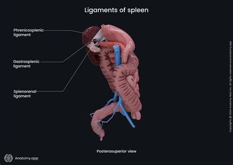 Spleen | Anatomy.app