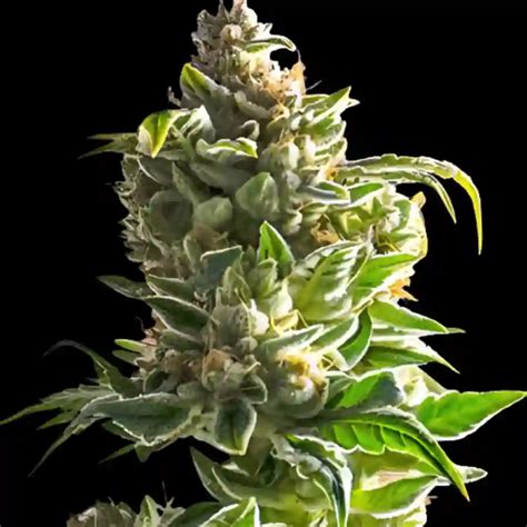 Pineapple Express - Premium Weed Seeds Bank