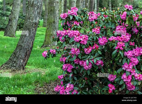 Rhododendron Loket Wald Strauch Stockfotografie Alamy