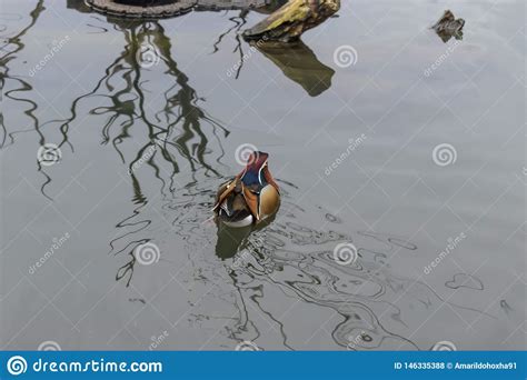 Mandar N Duck Swimming Foto De Archivo Imagen De Copia 146335388