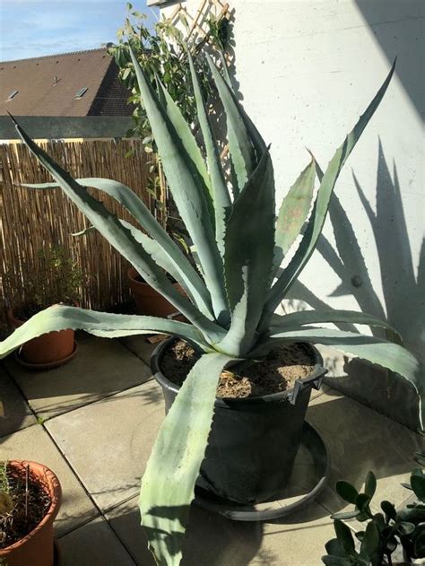 Agave Americana Ca 125cm Hoch 16J Alt Kaufen Auf Ricardo