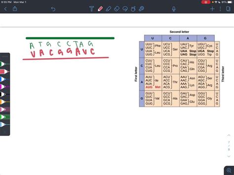 SOLVED:Each codon specifies a (an) _____________. a. protein c. amino ...