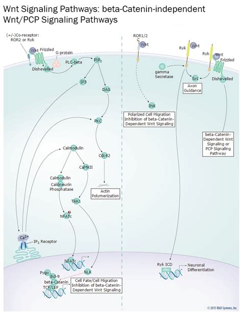 Beta Catenin Independent Wnt PCP Pathways R D Systems