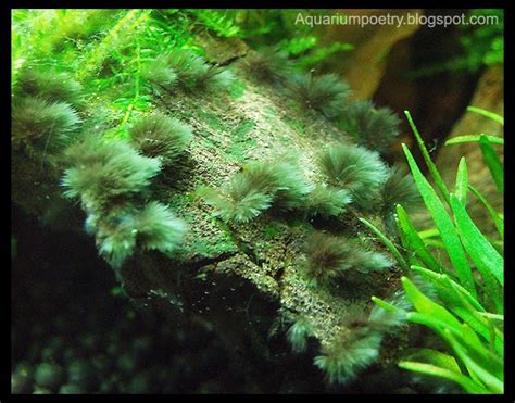 Aquarium Algae ID (updated May6th '10 Surface Skum): Black-Beard Algae (BBA), Red-Brush Algae