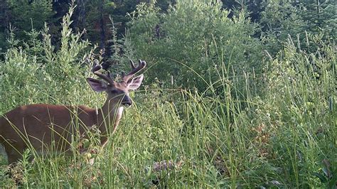 Chasse au chevreuils 2022 Résumé YouTube