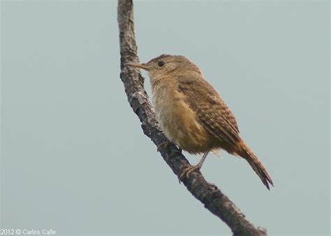 Cucarachero Común Southern House Wren Troglodytes Musculus