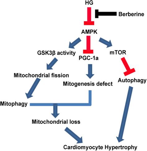 Frontiers Berberine Ameliorates High Glucose Induced Cardiomyocyte