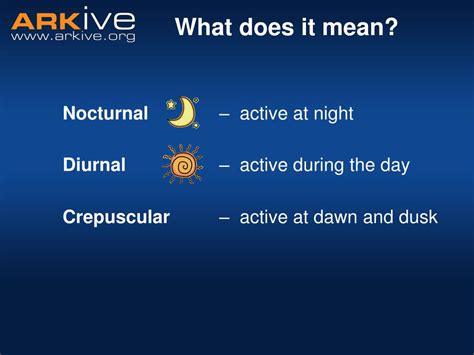 Ppt Nocturnal Animals Powerpoint Presentation Free Download Id1114639