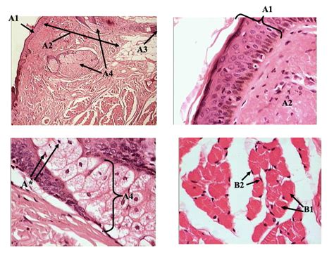 Epithelia Connective Tissue Integument Lab Slide Diagram Quizlet