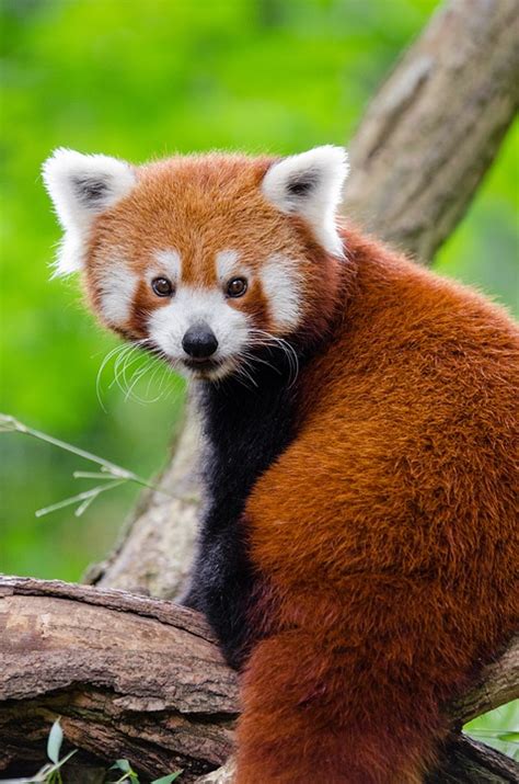 Красная Панда Животное Милый - Бесплатное фото на Pixabay