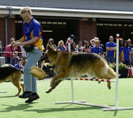 Top 10 Fastest Dogs: The Best Breeds for Dog Agility - Petful