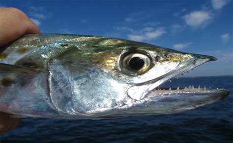 Fishing Destin Guide for catching Spanish Mackerel