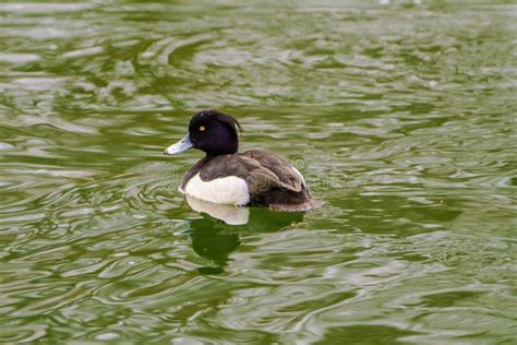 Canard Sauvage Nageant Dans Les Oiseaux Aquatiques Photo Stock Image