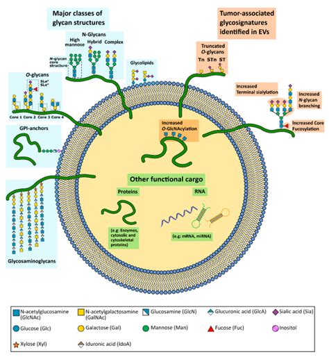 Glycosylation Of Cancer Extracellular Vesicles Encyclopedia Mdpi