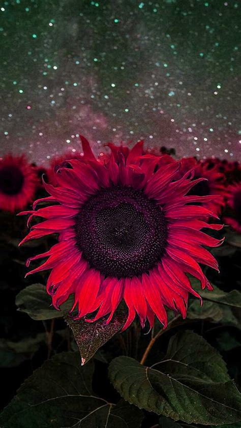 🔥 [20+] Purple Sunflower Wallpapers | WallpaperSafari