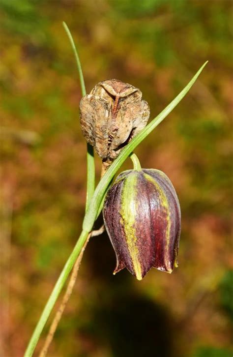 Greek Flora