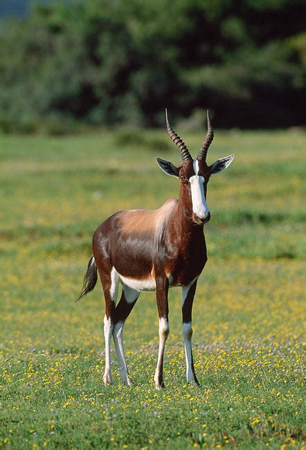 bontebok - Animal Stock Photos - Kimballstock