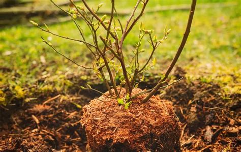 HOW TO GROW BLUEBERRIES IN A RAISED BED? – Bed Gardening