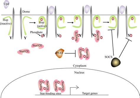 The Jak Stat Signaling Pathway In Drosophila Melanogaster A | Images ... 