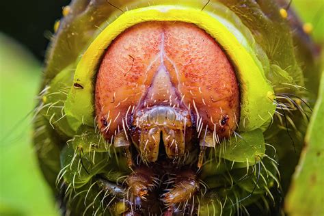 Giant Silk Moth Caterpillar - Polyphemus Photograph by Aron Sanzio - Pixels