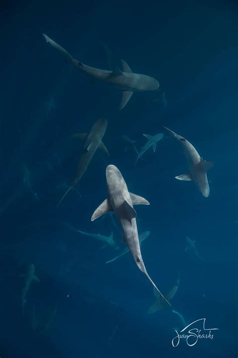 The Ecological Importance of Sharks-Blog-One Ocean