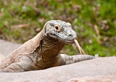 Komodo Dragon Behavior - AnimalBehaviorCorner