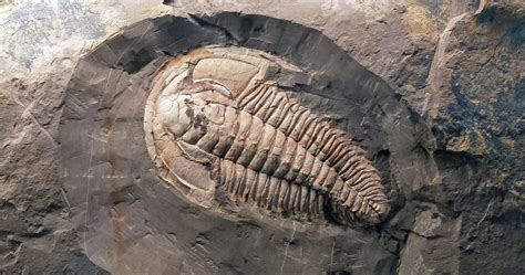 A Giant Species Of Trilobite Inhabited Australian Waters Half A Billion