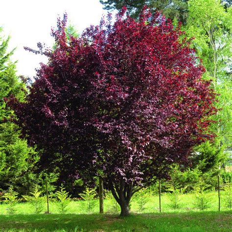 Prunus Cerasifera Atropurpurea Prunier Myrobolan Nigra