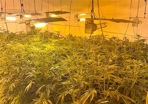 Descubren Una Plantaci N De Marihuana En Vivienda De Uso Social