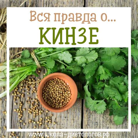 Кинза польза и вред для здоровья организма женщины, мужчины