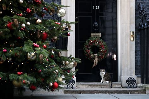 Are Pine Trees Safe For Dogs