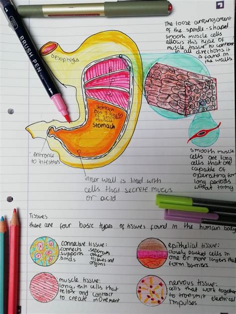 The Structure Of The STOMACH And Somme Types Of Tissues Tissue Types