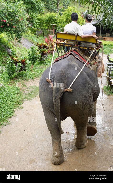 Couple riding elephant, Phuket, Thailand Stock Photo - Alamy