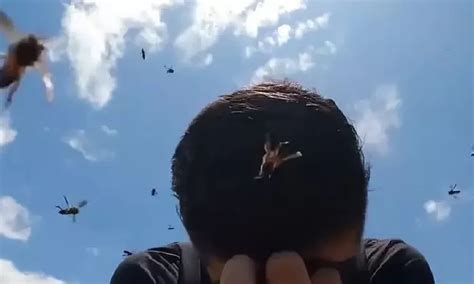 El Aterrador Video De Una Pareja De Turistas Que Fue Atacada Por Abejas