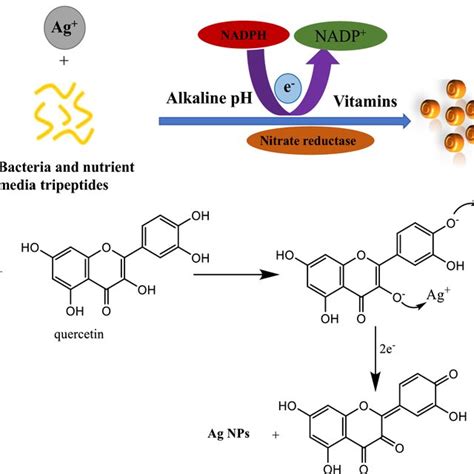 The Formation Of Agnps Using Aloe Vera Extract 66 Reproduced With