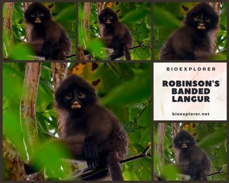 Robinson S Banded Langur Characteristics Presbytis Robinsoni Facts