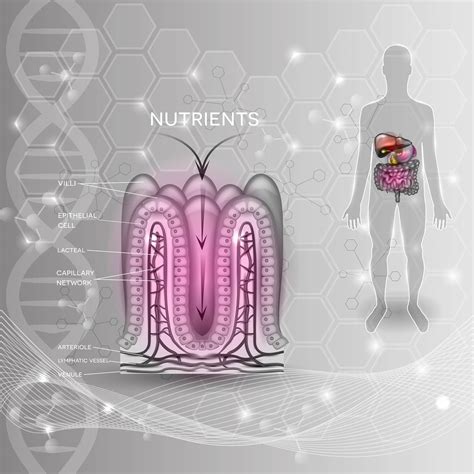 Nutrient Absorption Is Mediated By The 11