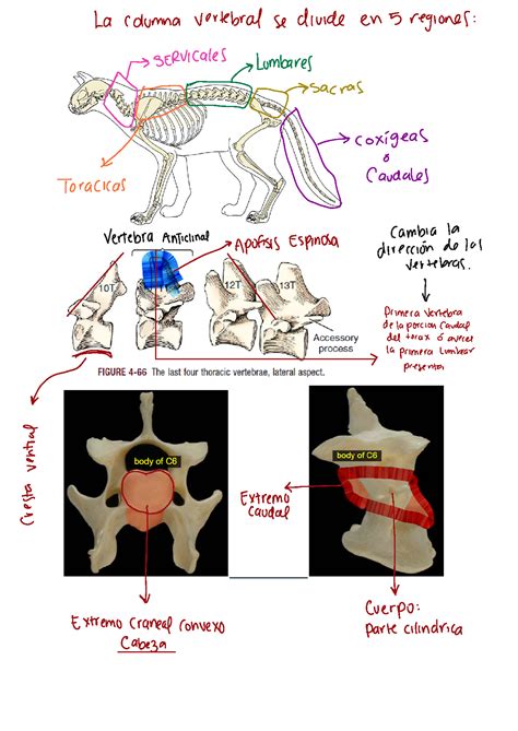 Solution Esqueleto Axial Regiones De La Columna Vertebral Studypool