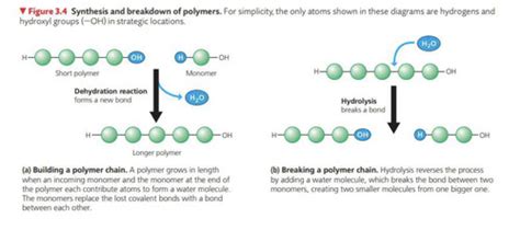 Chapter 3 The Molecules Of Life Flashcards Quizlet