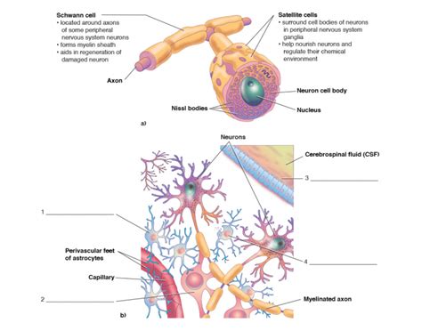 Types of nerve cells Quiz