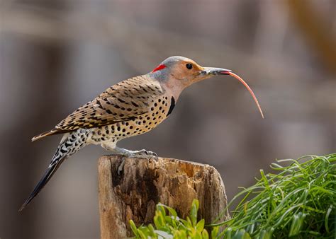 Do Birds Have Tongues Also Taste Buds