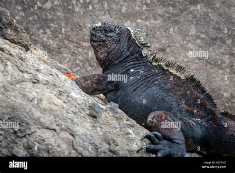 Galapagos Marine Iguana Amblyrhynchus Cristatus Stock Photo Alamy