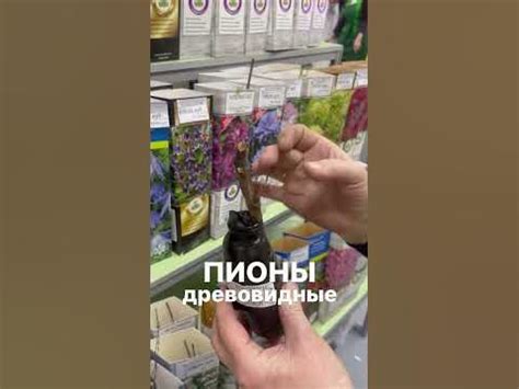 Пионы ДРЕВОВИДНЫЕ. Это какие? - YouTube