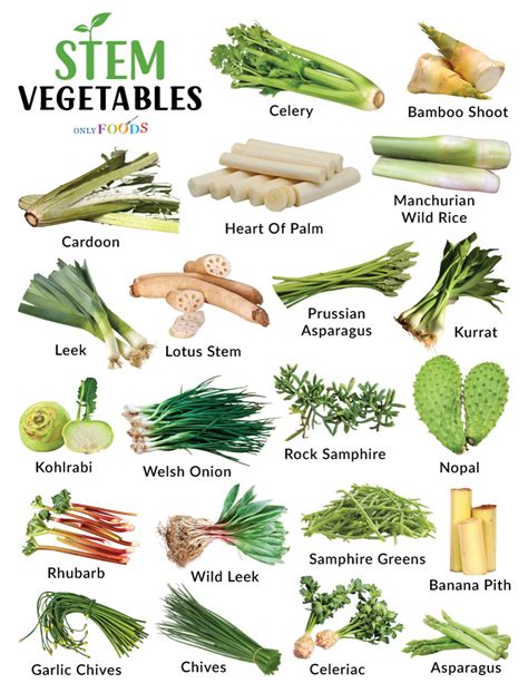 Types Of Stem Vegetables List With Pictures