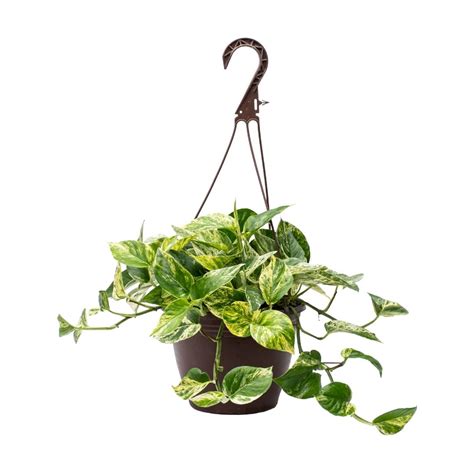 8 Pothos Marble Queen Hanging Basket Vermeers Wholesale