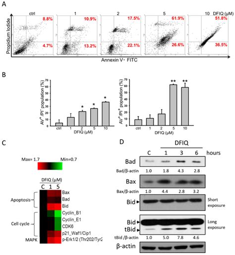 DFIQ Treatment Induced Apoptosis Of Lung Cancer Cells A H1299 Cells